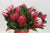 Protea 'Cynaroides' (Madiba) (Various lengths)