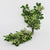 Oak 'Foliage' (Natural Italian) (400g)