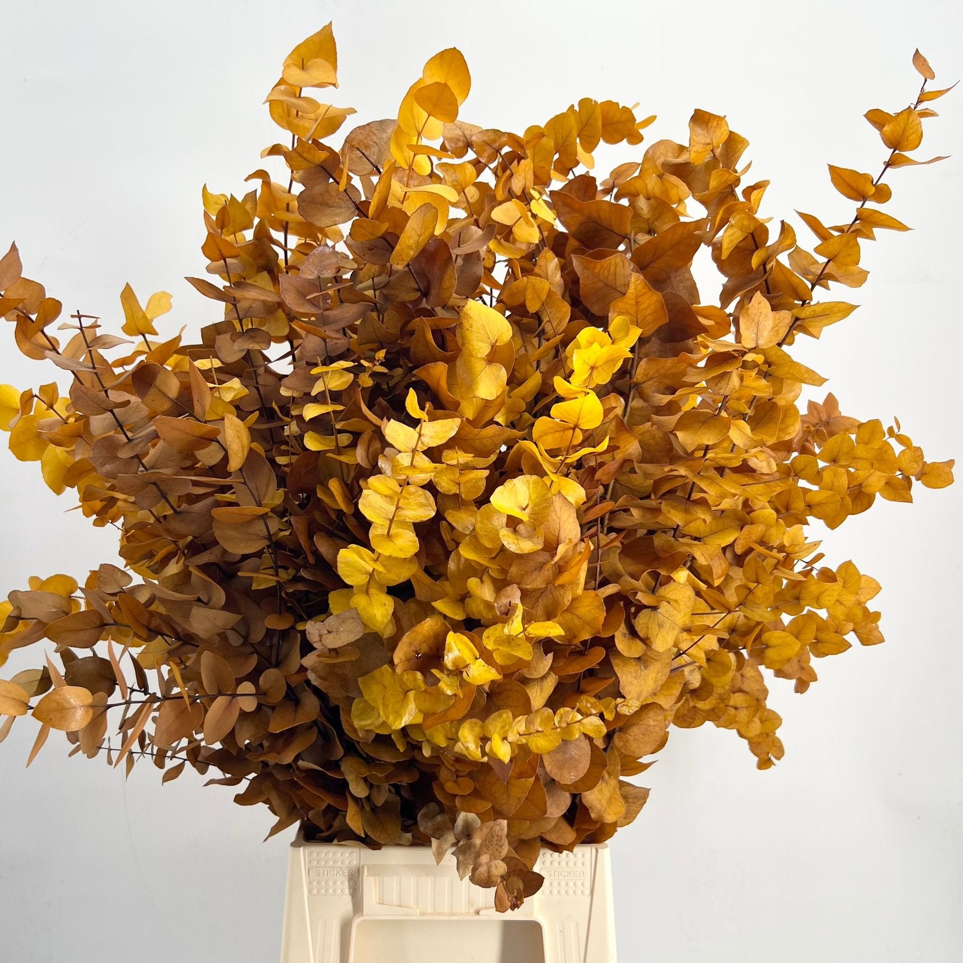 Eucalyptus 'Stuartiana' (Stabilised) (DRY) (Various Colours)