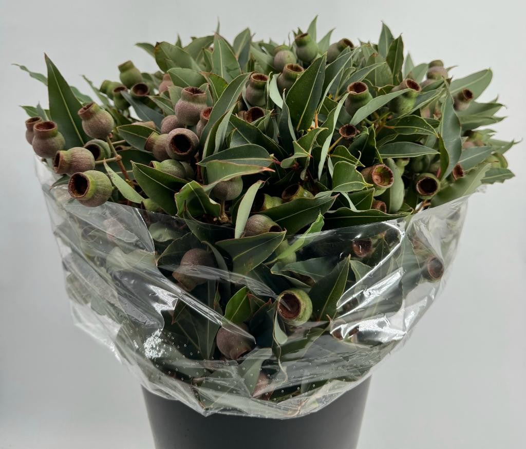 Eucalyptus 'Robusta Berries' 60cm 500g