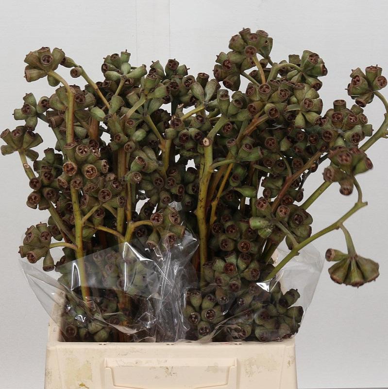 Eucalyptus &#39;Pods Cardinale&#39; 60cm (300g)