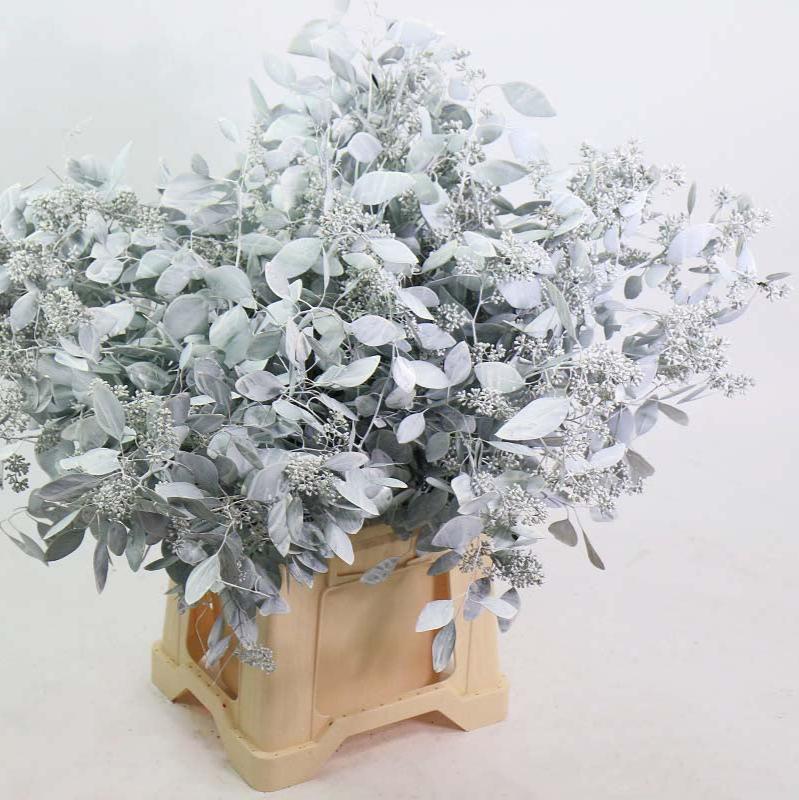 Eucalyptus 'Populus Berried' (Painted) (Various Colours) (200g)