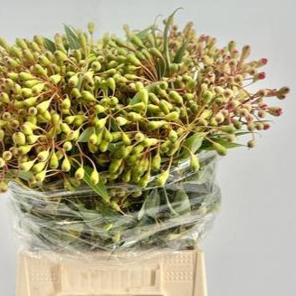 Eucalyptus 'Robusta Berries' 60cm 500g