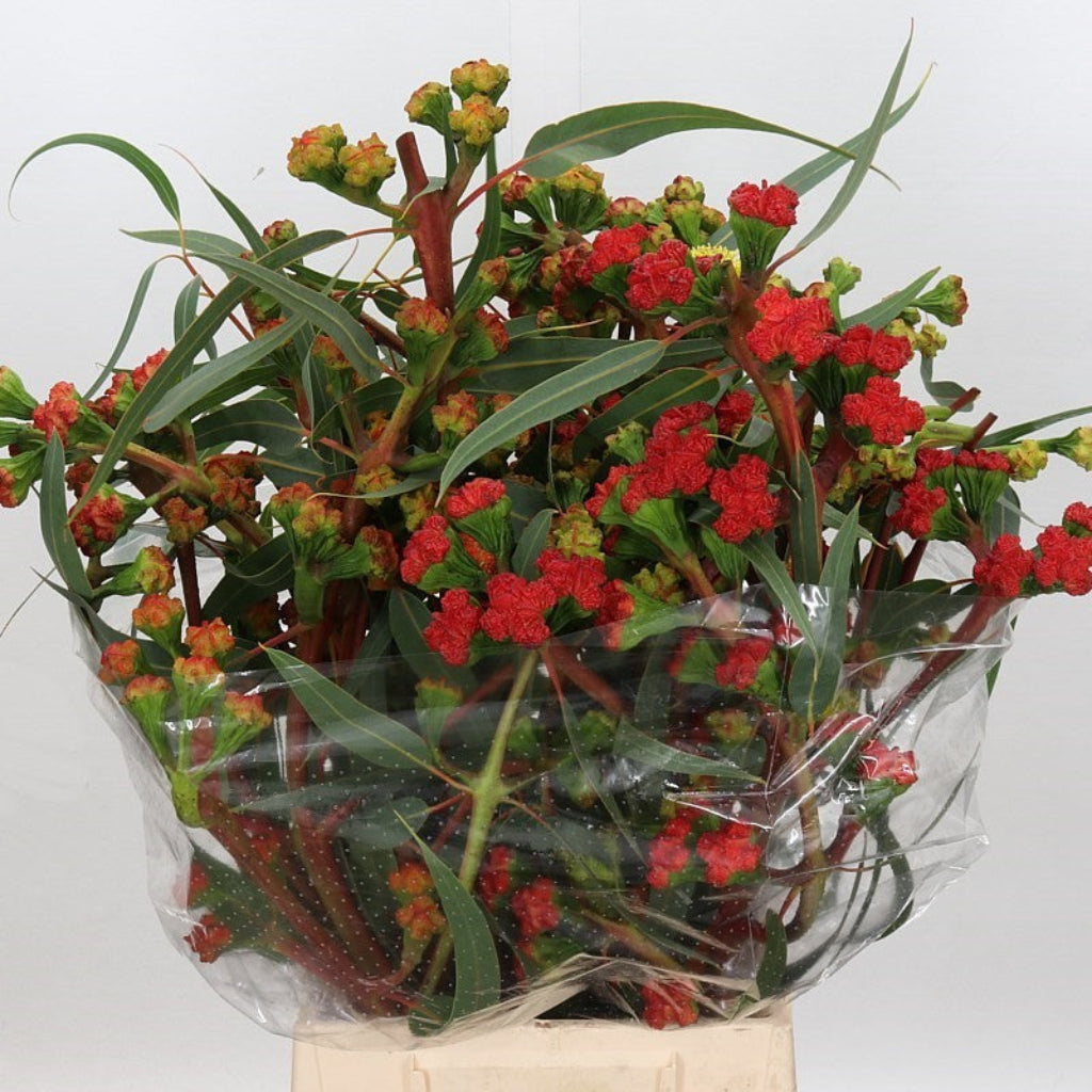 Eucalyptus 'Pods Cardinale' 60cm 400g