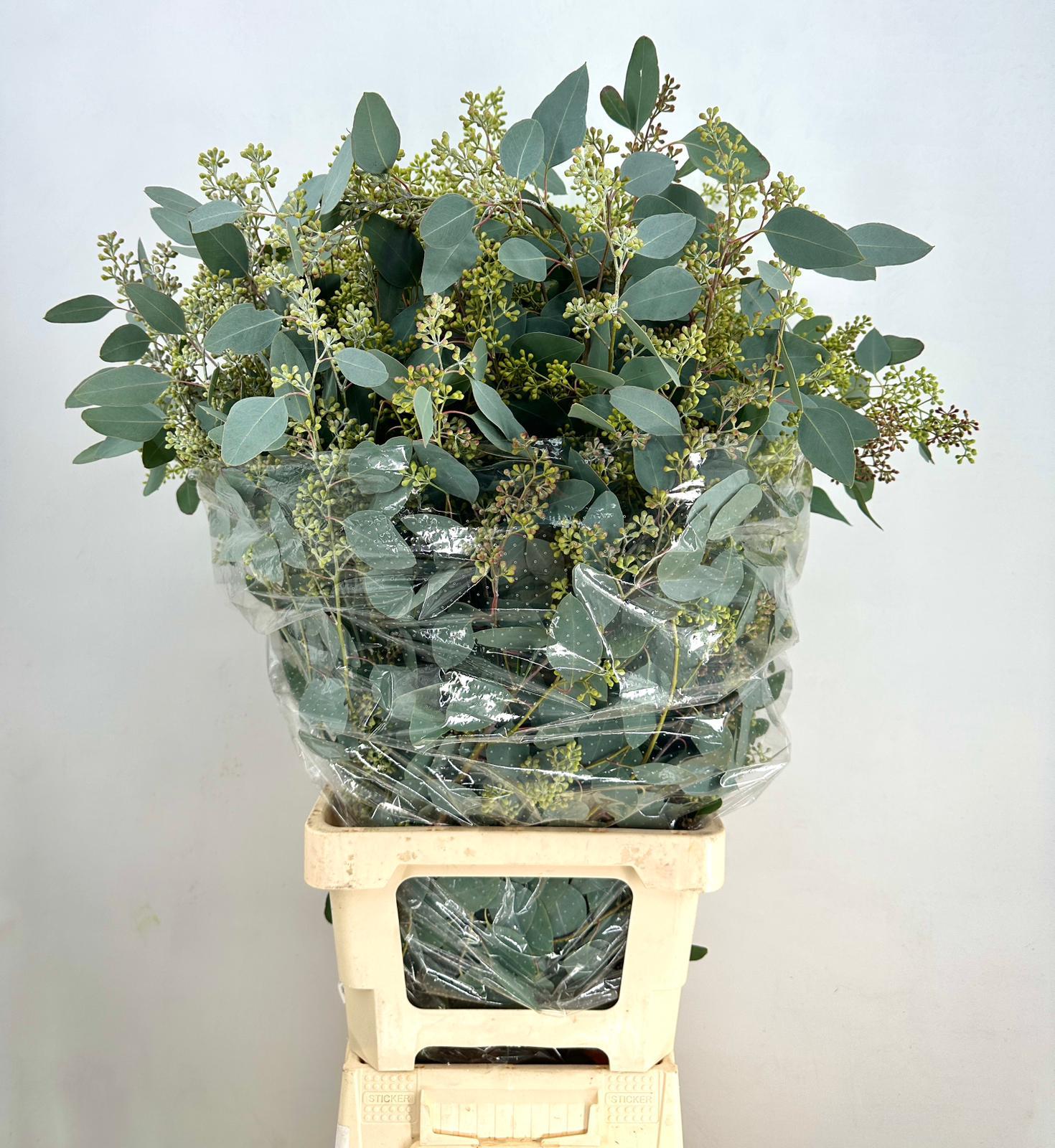 Eucalyptus 'Populus Berries' (Various Sizes)