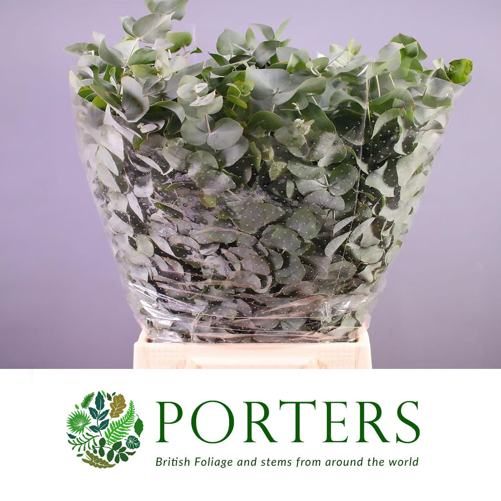 Eucalyptus 'Cinerea' (50cm-80cm)