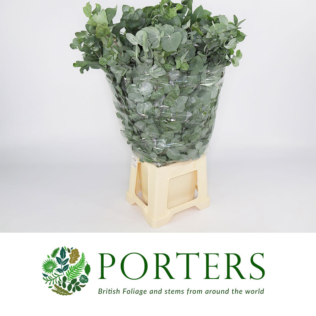 Eucalyptus 'Cinerea' (50cm-80cm)