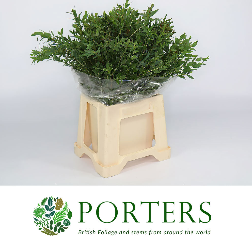 Eucalyptus 'Parvifolia' (Various Sizes)