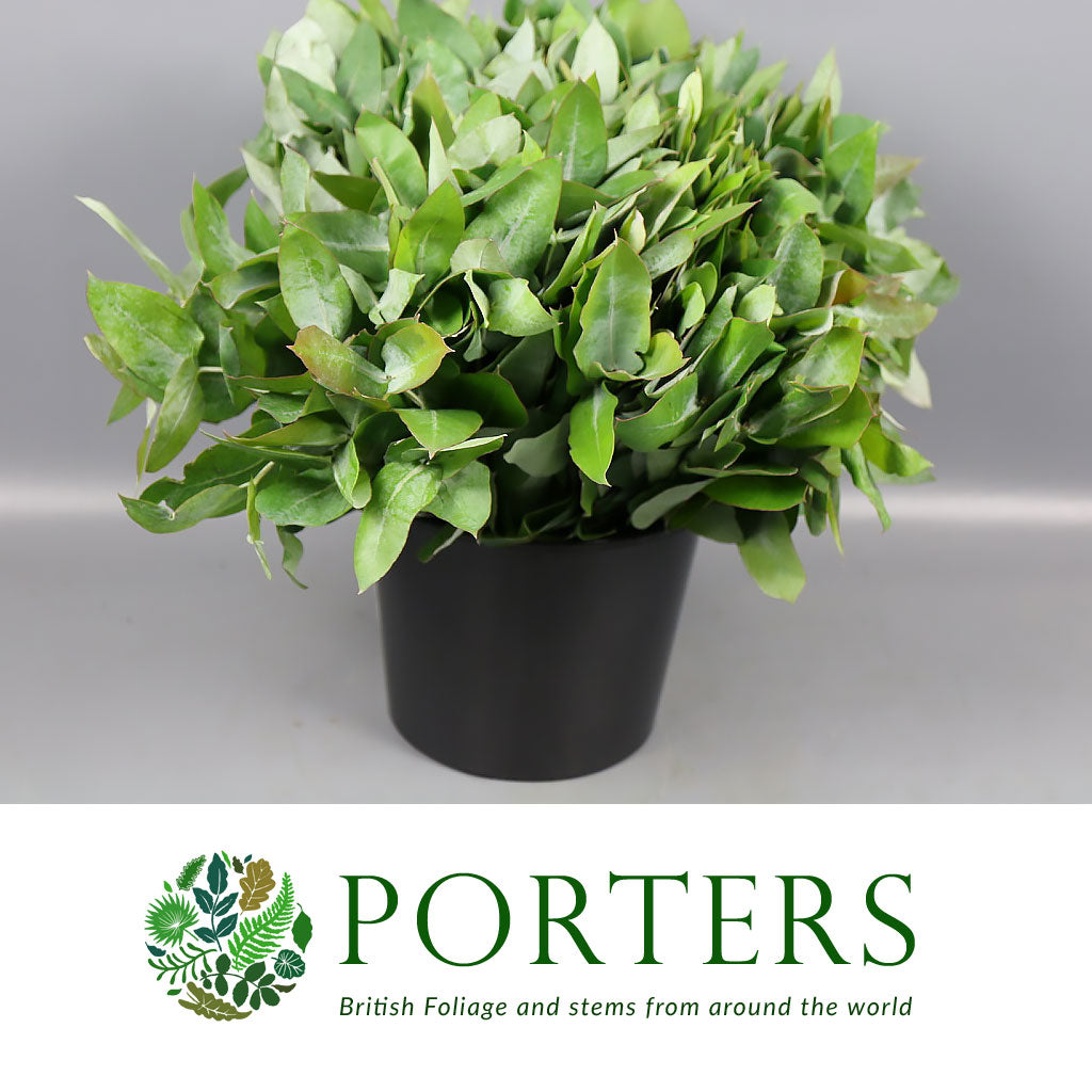 Eucalyptus 'Robusta' (Various Sizes)