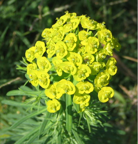 Euphorbia 'Cyparissias' (Wild) (Various Sizes)