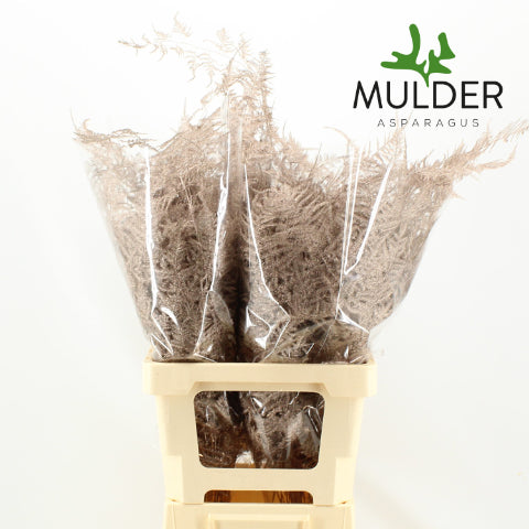 Fern 'Asparagus' (Painted) 65cm (Various Colours) (x50)