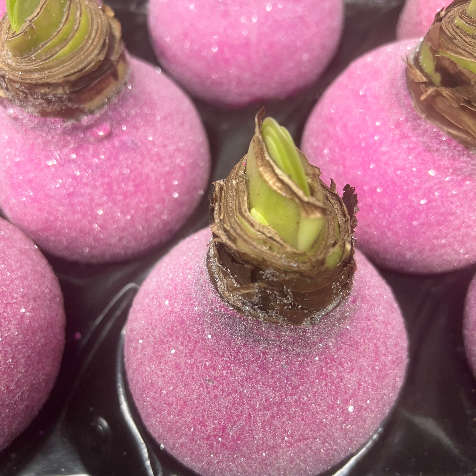 Wax 'Amaryllis' (Various Colours)