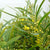 Mimosa 'Floribunda' (Various Sizes)