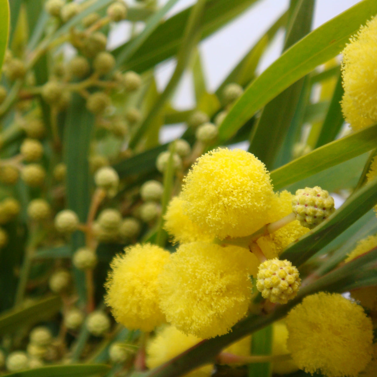 Mimosa &#39;Floribunda&#39; (Various Sizes)
