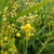 Mimosa 'Floribunda' (Various Sizes)