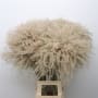 Grass &#39;Stipa&#39; (Natural) (DRY) (Various Sizes)