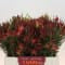 Leucadendron 'Fireglow Spray' (Various Lengths)