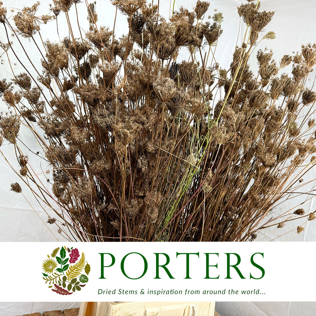 Daucus Wild (DRY)
