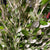 Olearia Traversii 'Daisy Tree' Wild (Loose Bundle)