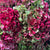 Hydrangea Flower Bundles Wild (English)