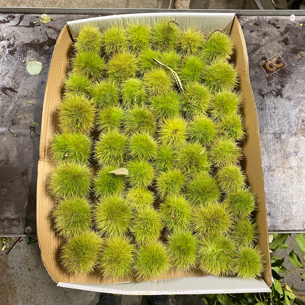 Chestnut &#39;Fresh Box&#39; (x50)