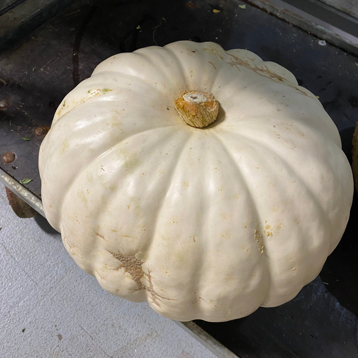 Pumpkin &#39;White Heaven&#39; (Various Sizes)