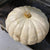 Pumpkin 'White Heaven' (Various Sizes)