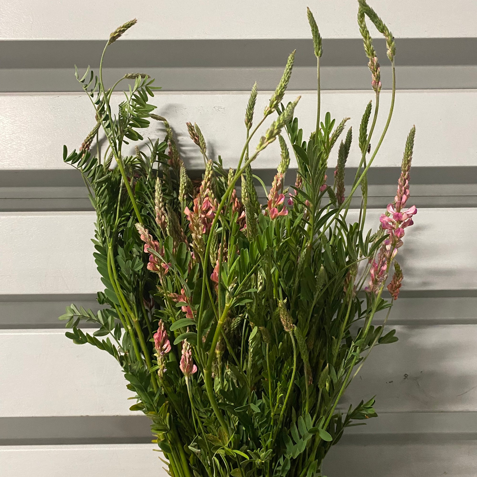 Onobrychis 'Common Sainfoin' Wild (Bunches)