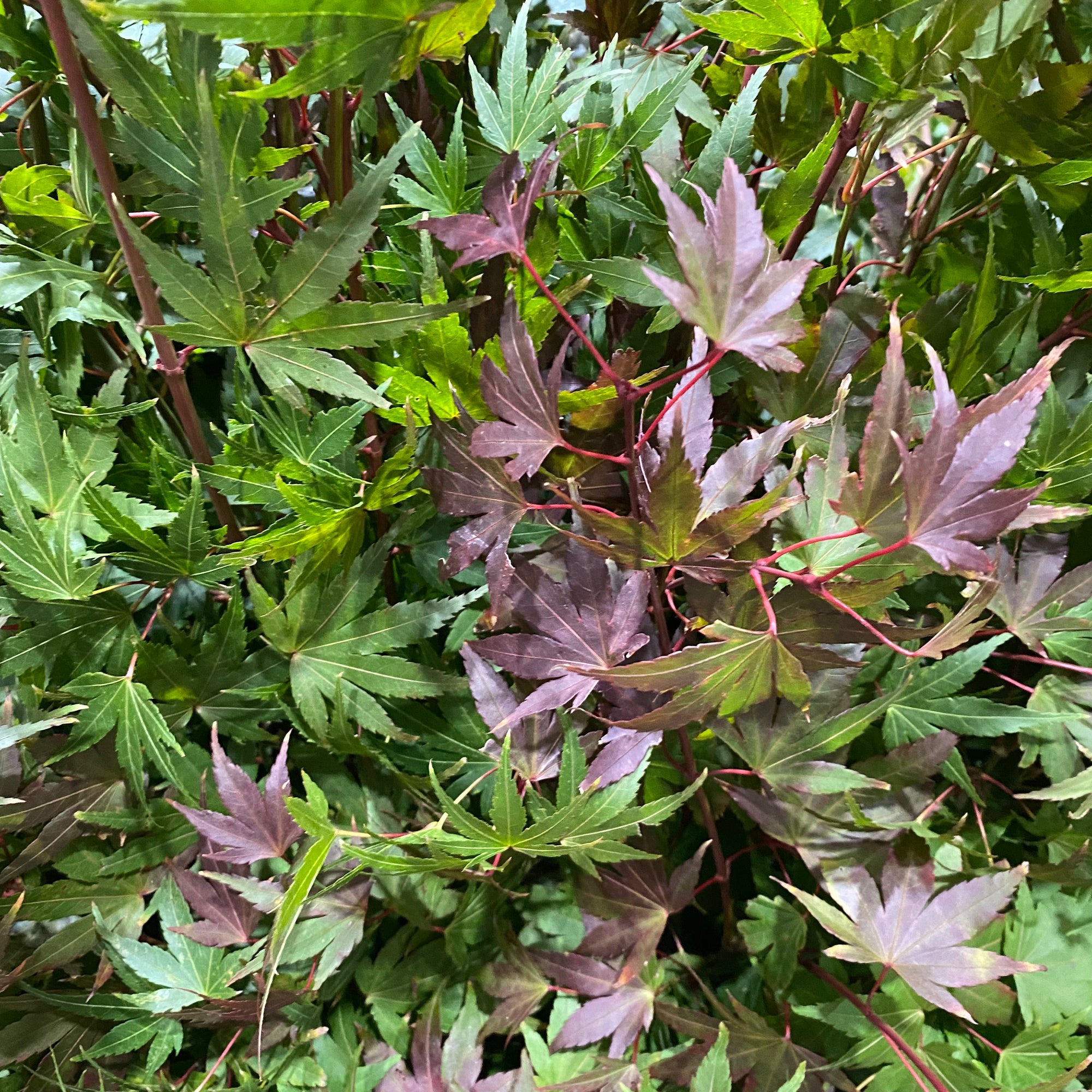 Japanese Maple (Acer) Wild (Various Sizes & Colours)