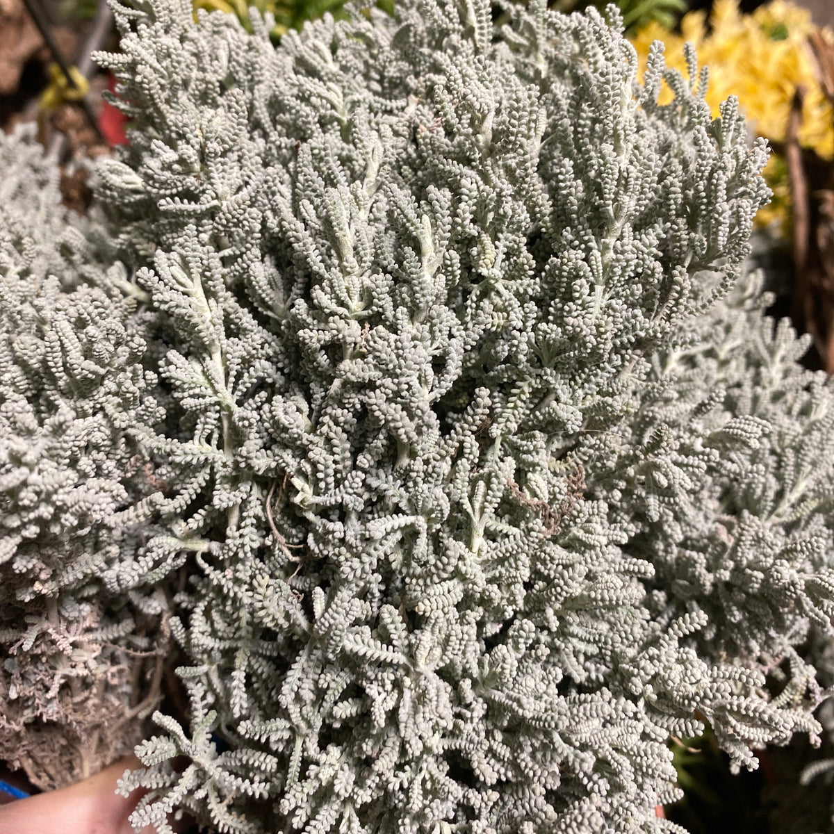 Santolina &#39;Cotton-Lavender&#39; (Wild) Short