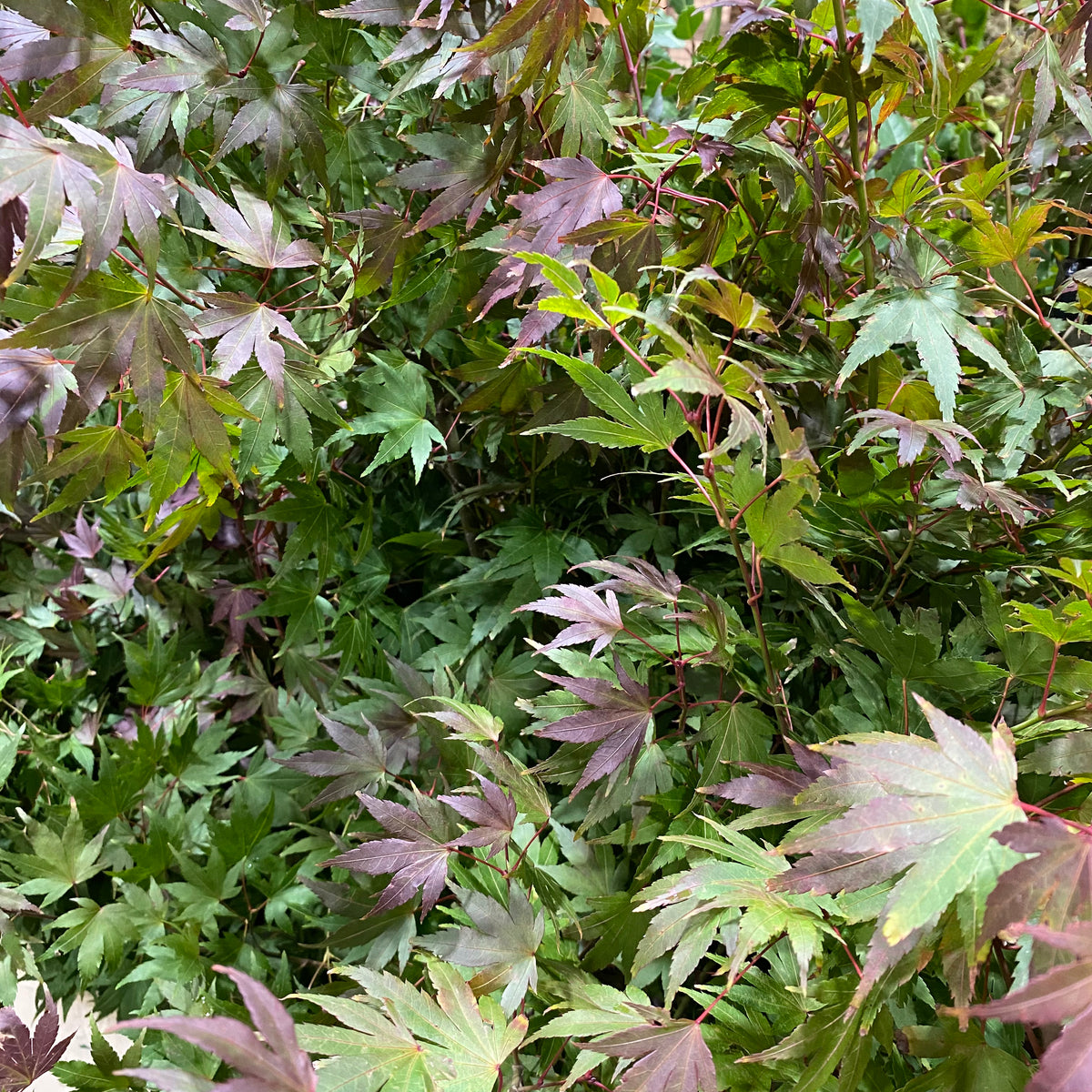 Japanese Maple Wild Red (Loose Bundle)