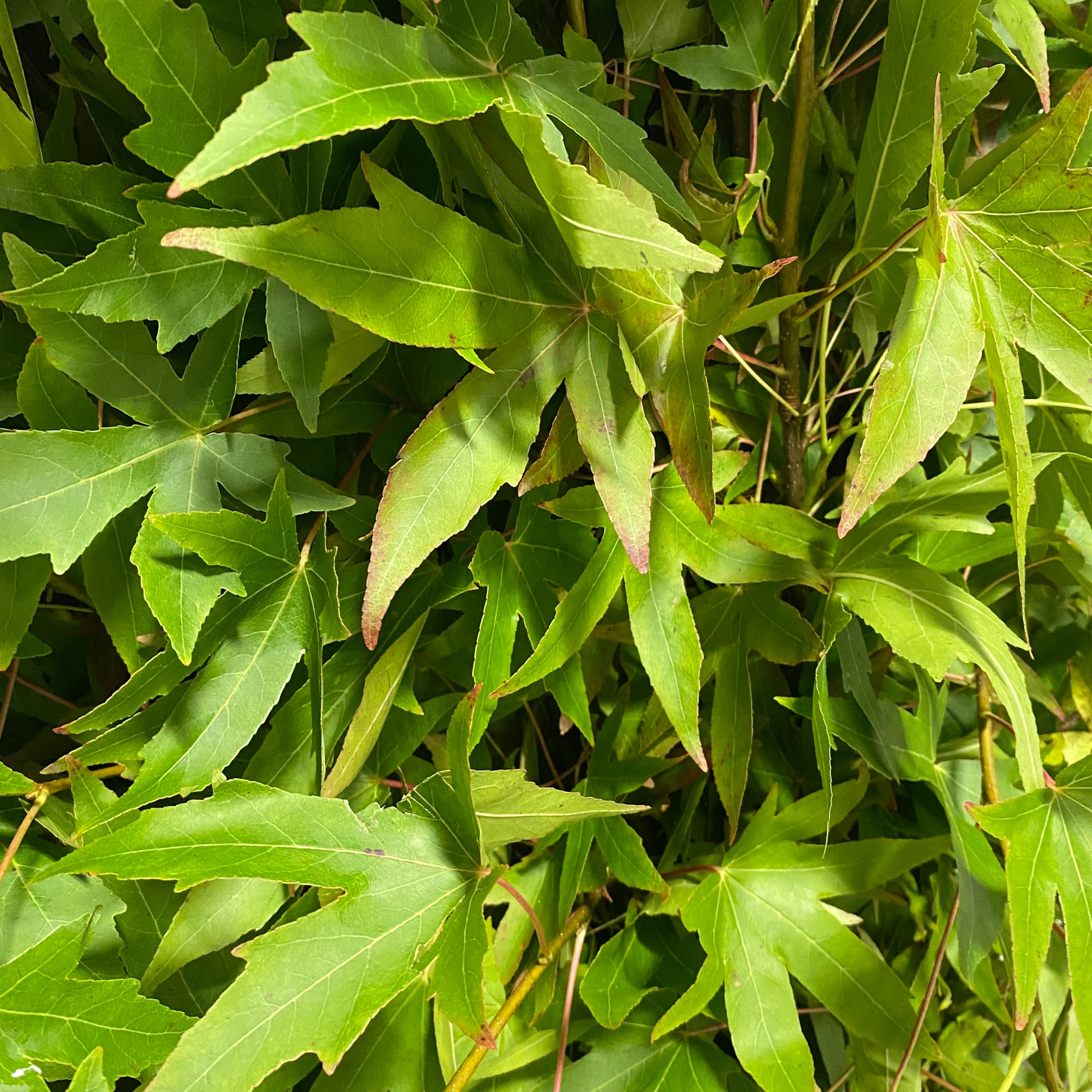Japanese Maple Wild Green