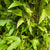 Japanese Maple Wild Green