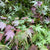 Japanese Maple Wild Red (Loose Bundle)