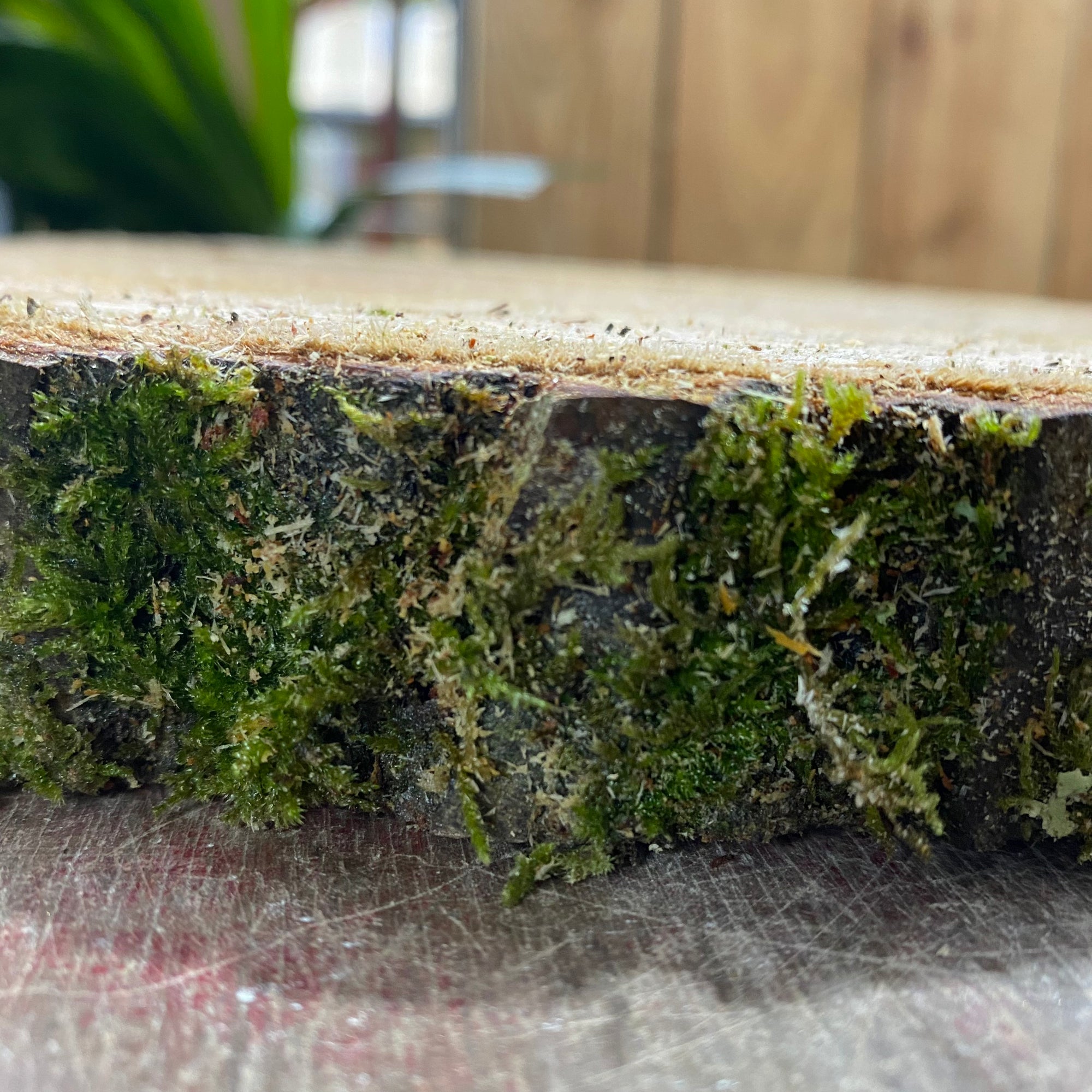 Wood Slices Wild (Round)