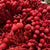 Berzelia 'Silver Brunia' (Painted Red) 50cm (x10)