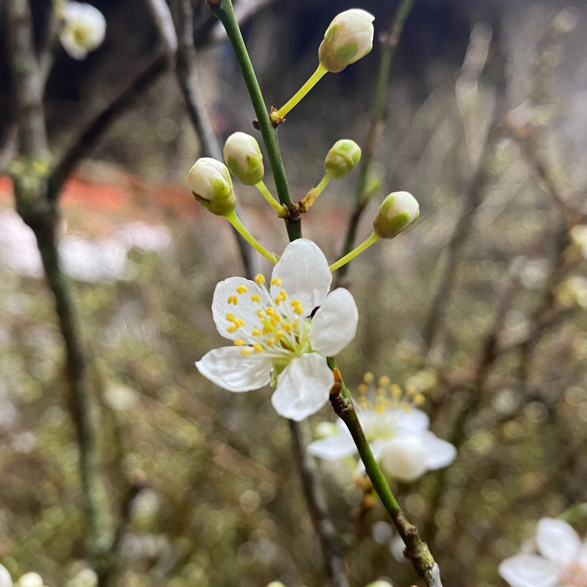 Blossom &#39;White&#39; Wild &#39;Single&#39; (Various Sizes)