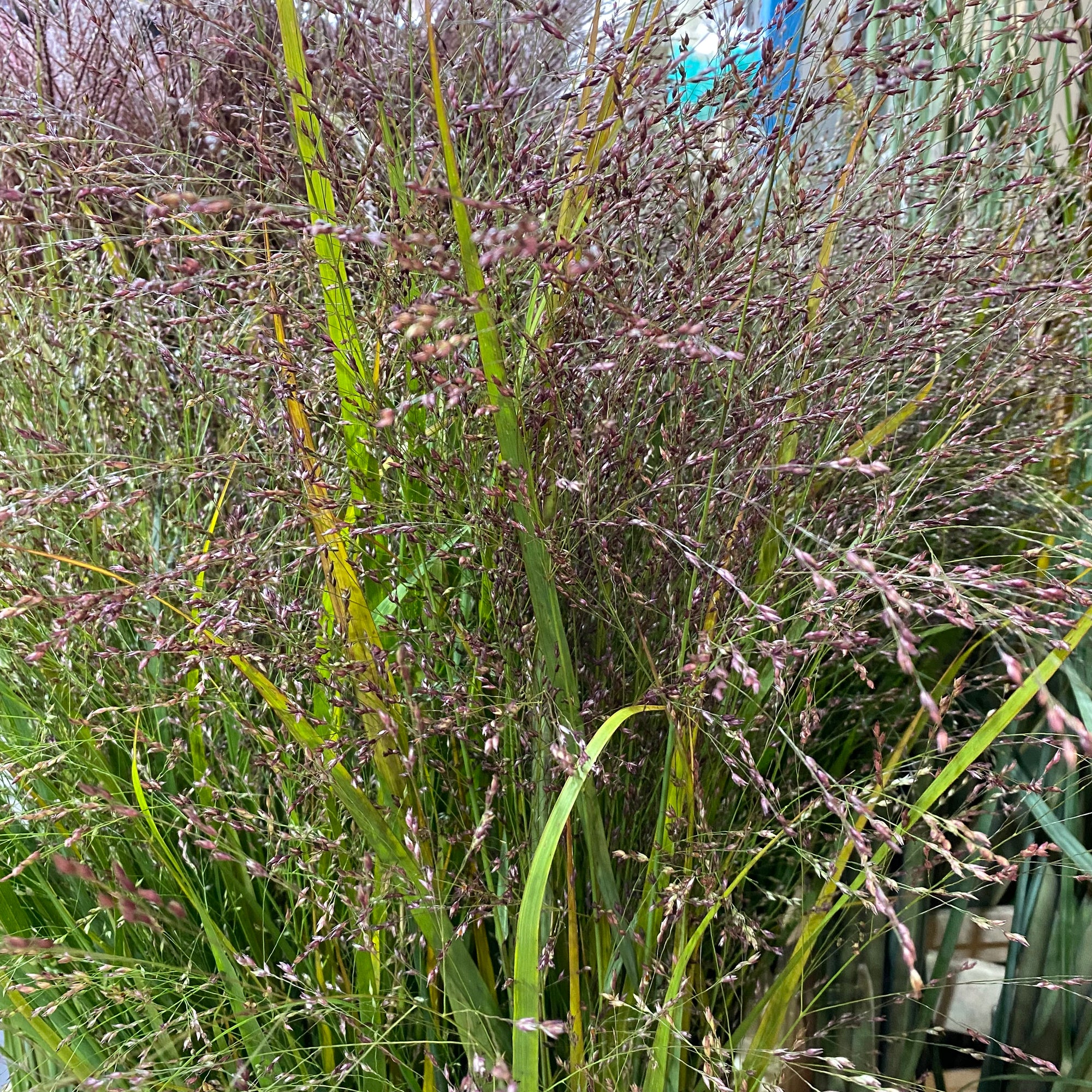 Grass Panicum 'Warrior' (Various Lengths)