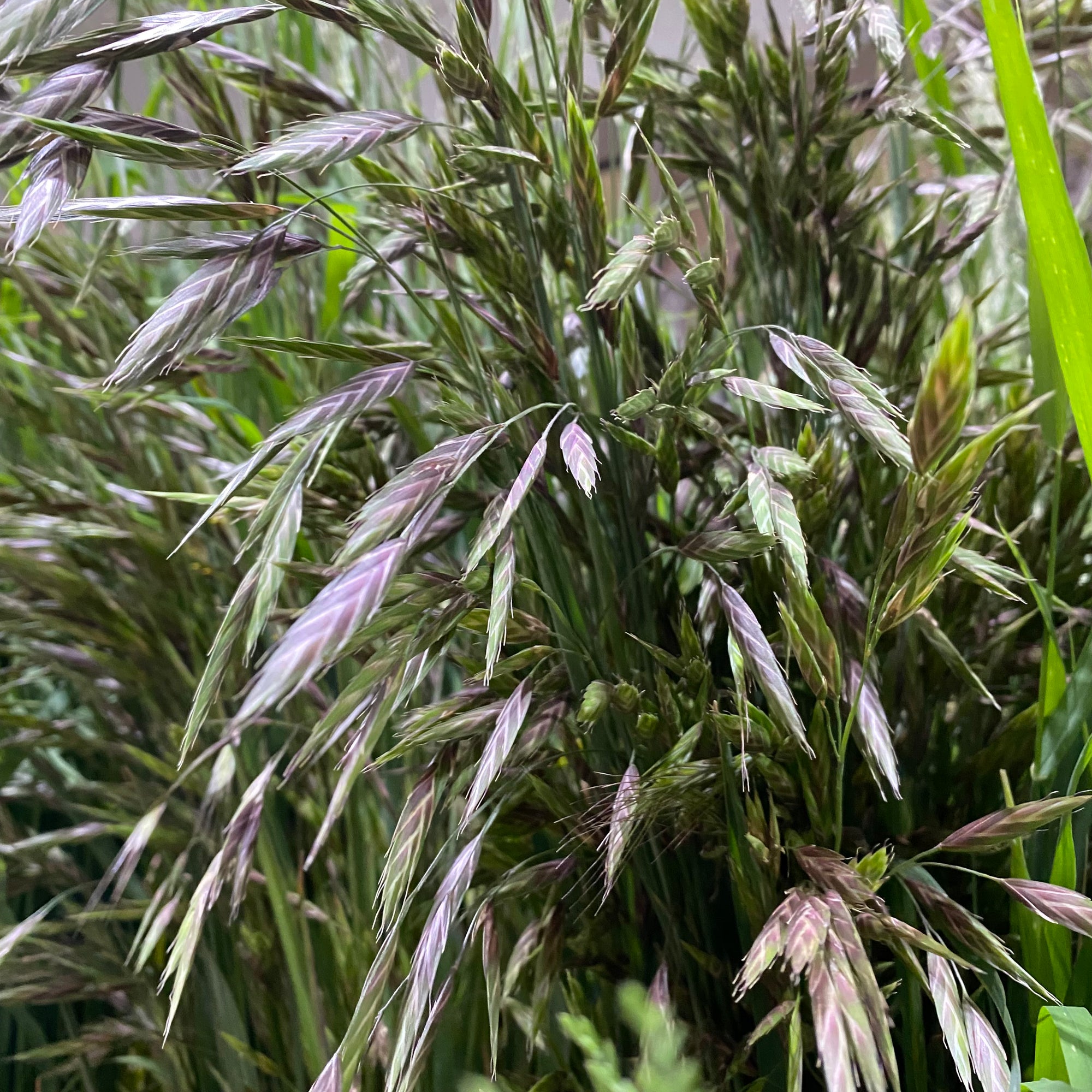 Grass 'Mixed' (Wild) (Various Sizes)