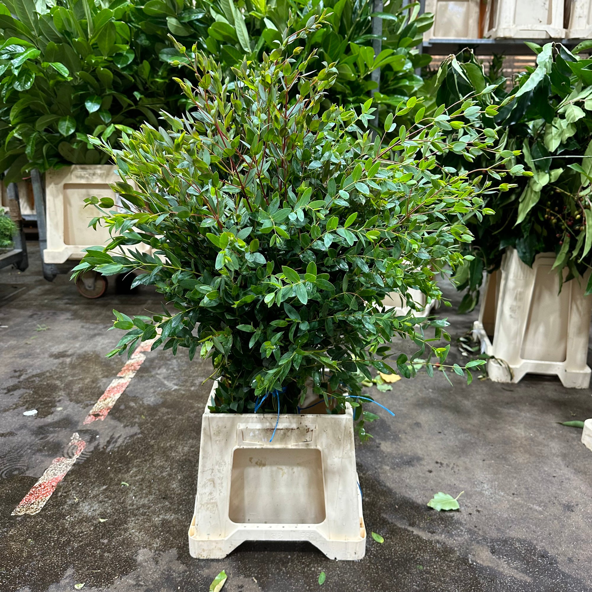 Eucalyptus 'Parvifolia' (Cultivated E) (Various Lengths)