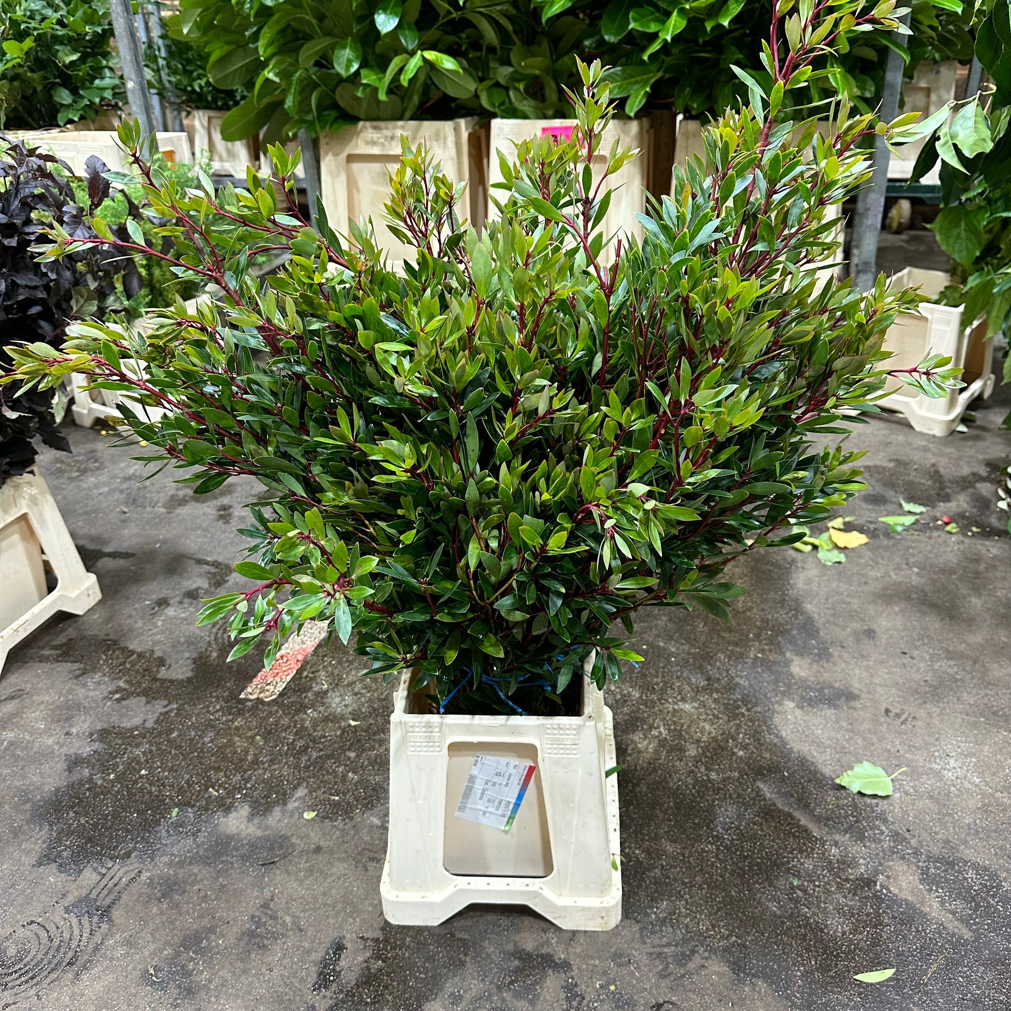 Drymis 'Pepper Berry' (Wild) C