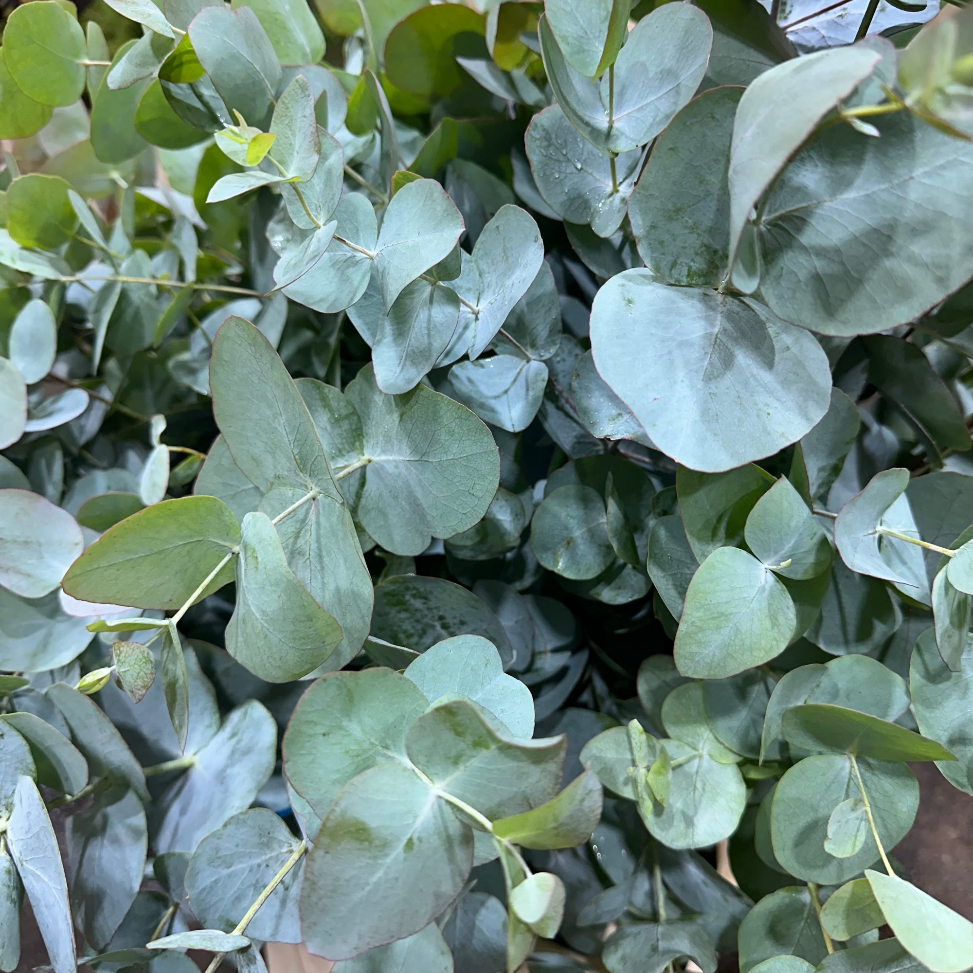 Eucalyptus 'Cinerea' (Wild) C