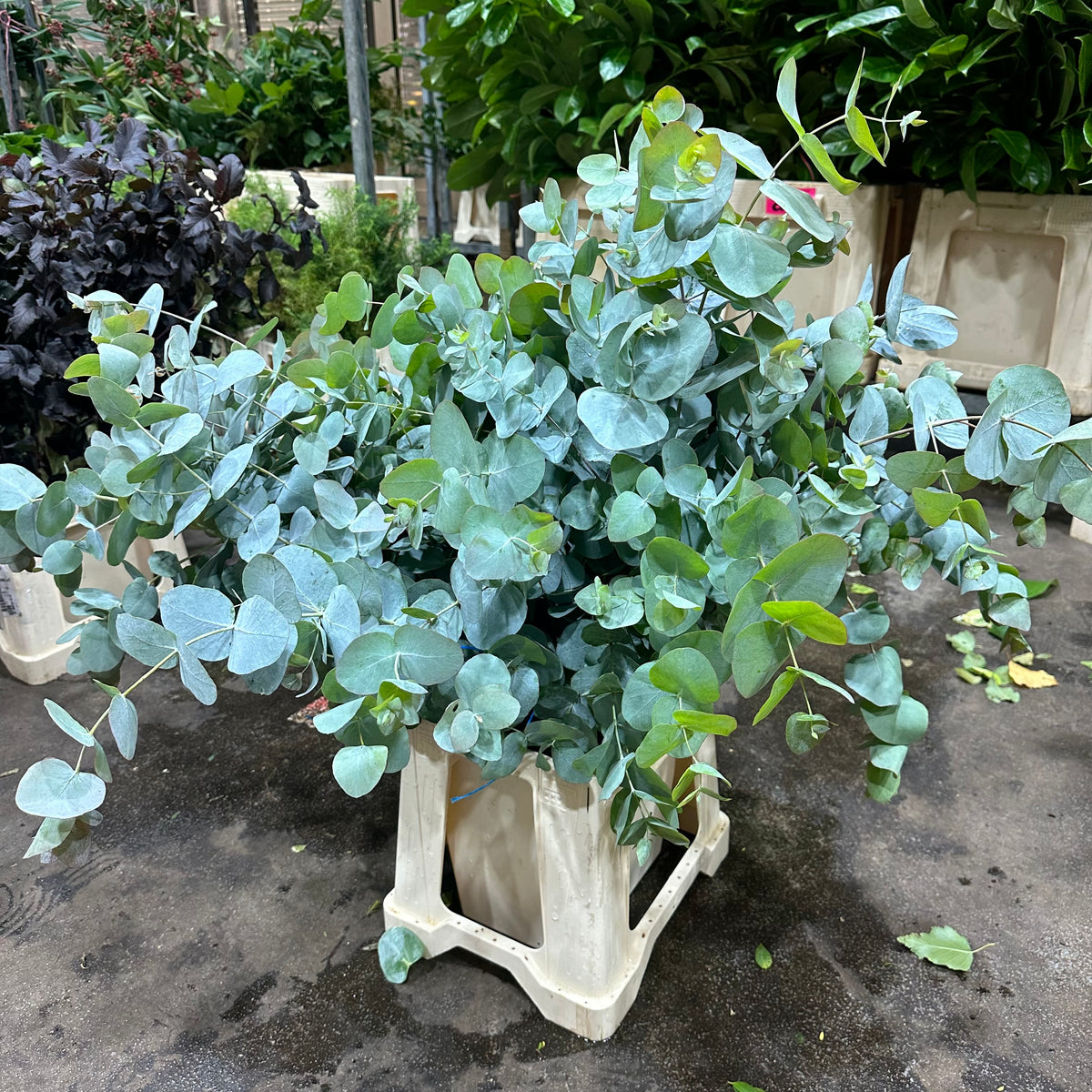 Eucalyptus &#39;Cinerea&#39; (Wild) C