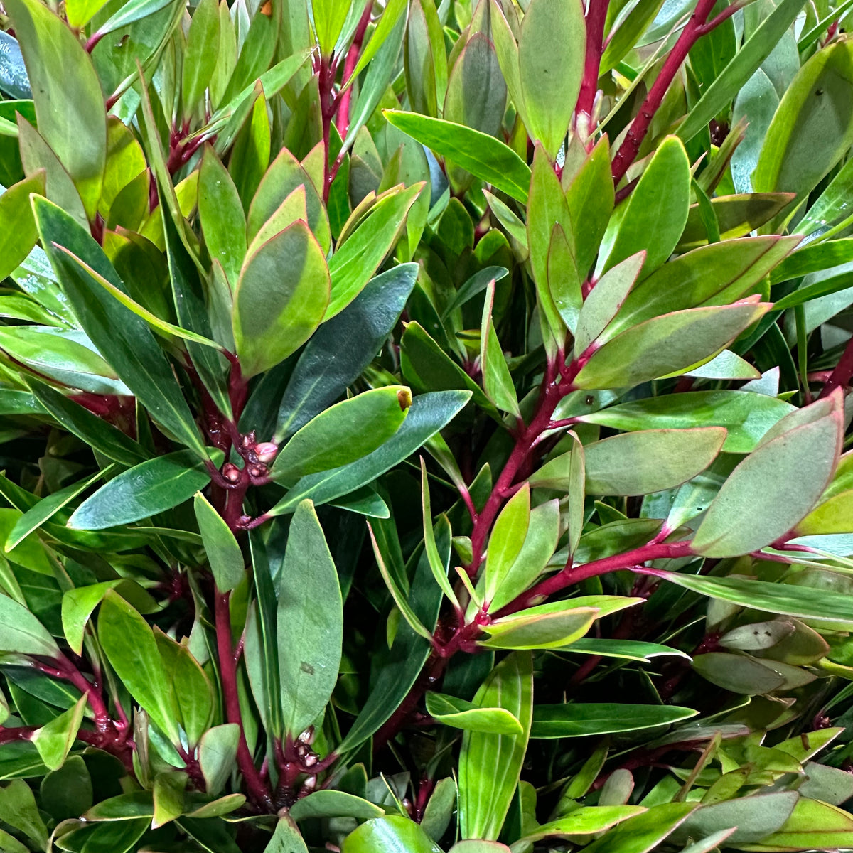 Drymis &#39;Pepper Berry&#39; (Wild) C