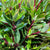 Drymis 'Pepper Berry' (Wild) C