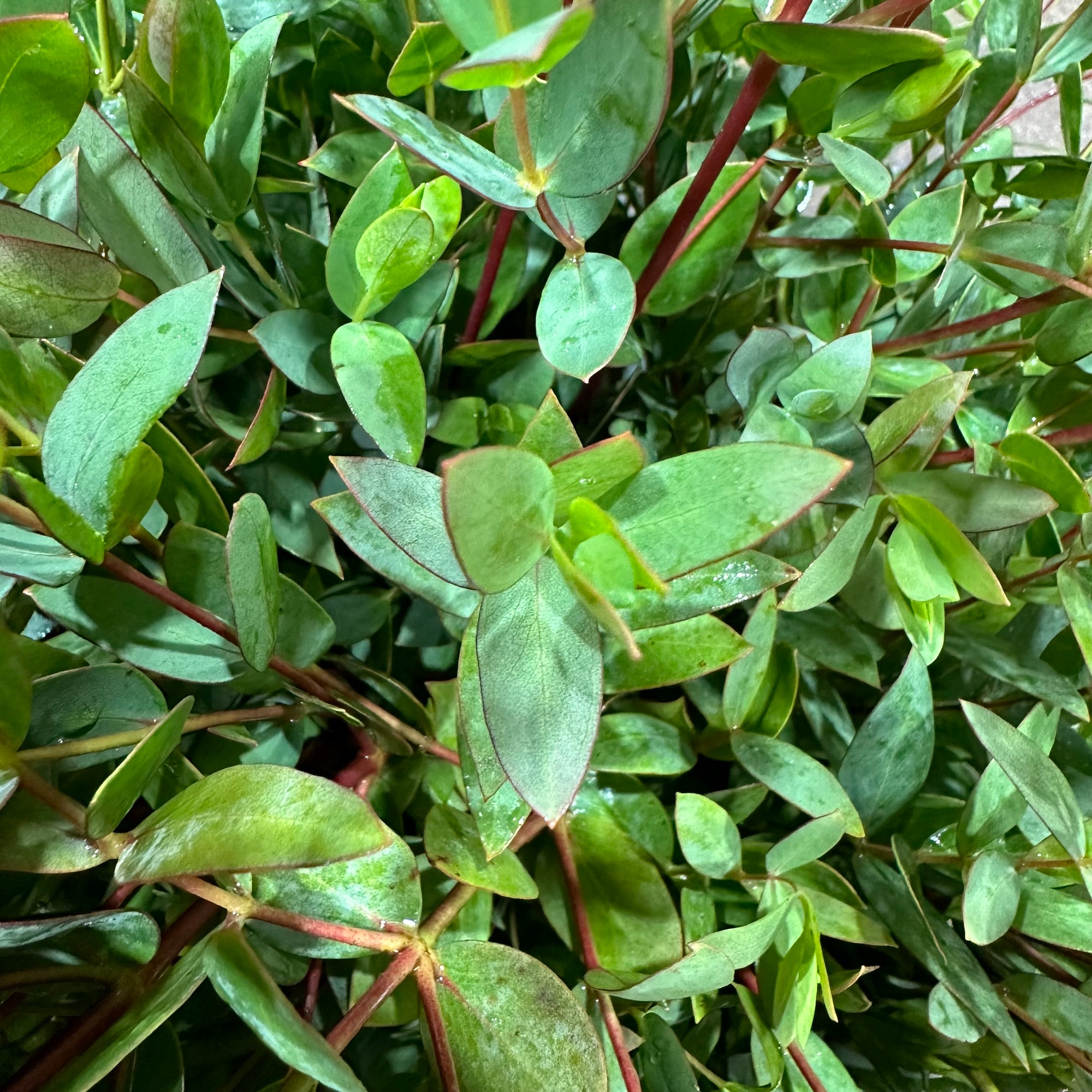 Eucalyptus 'Parvifolia' (Cultivated E) (Various Lengths)