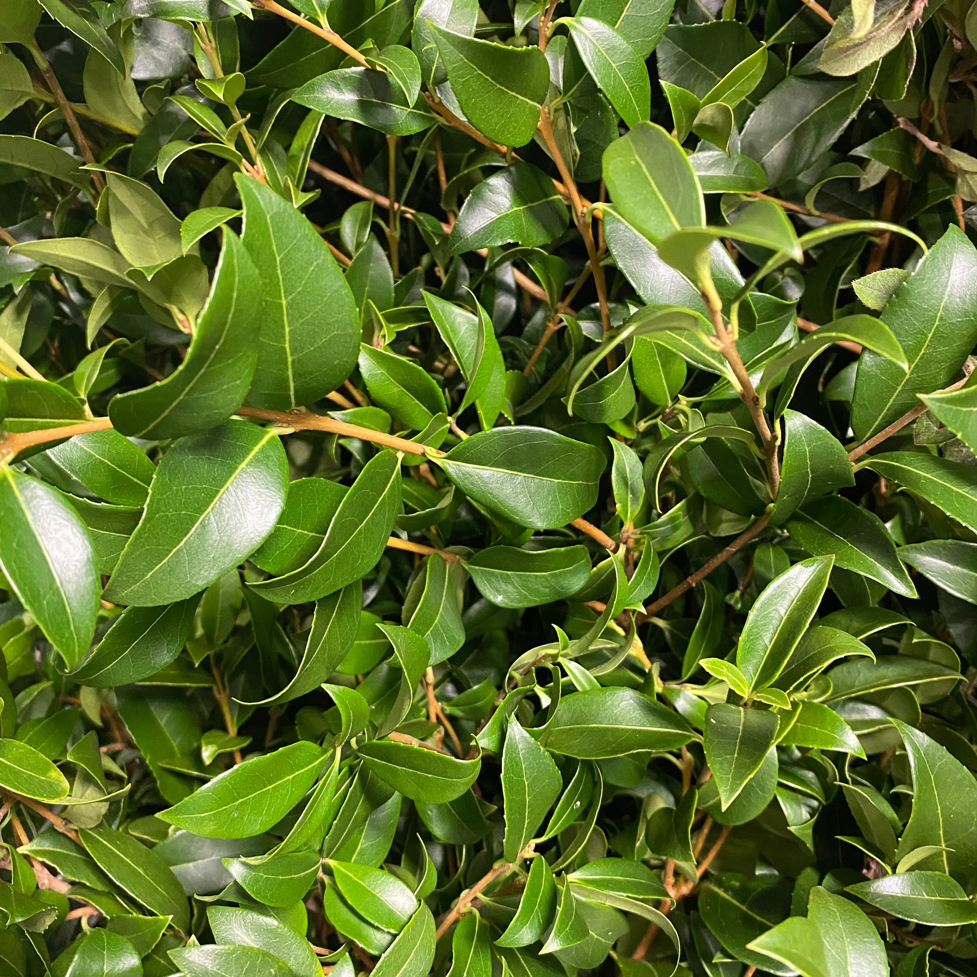 Ozothamnus 'Foliage' (Wild) (Various sizes)