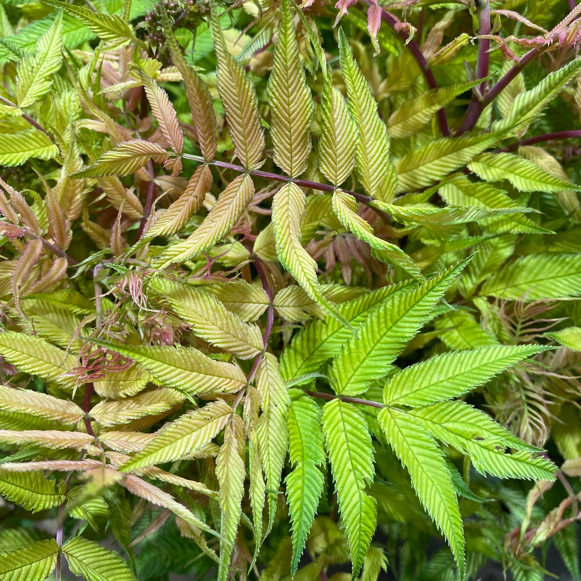 Sorbaria Sorbifolia (Cultivated E)