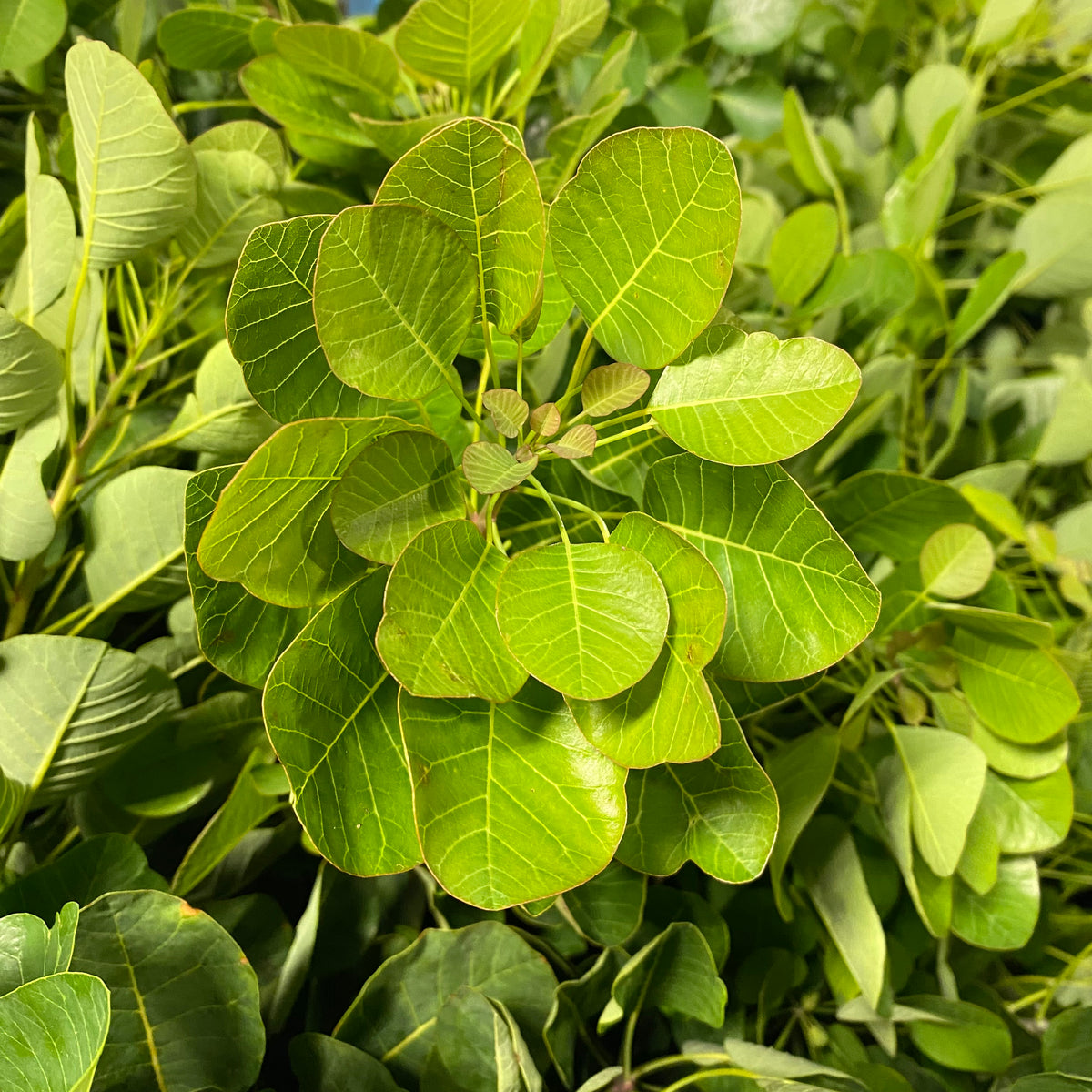 Cotinus &#39;Green Foliage&#39; (Cultivated E) (Various Lengths)