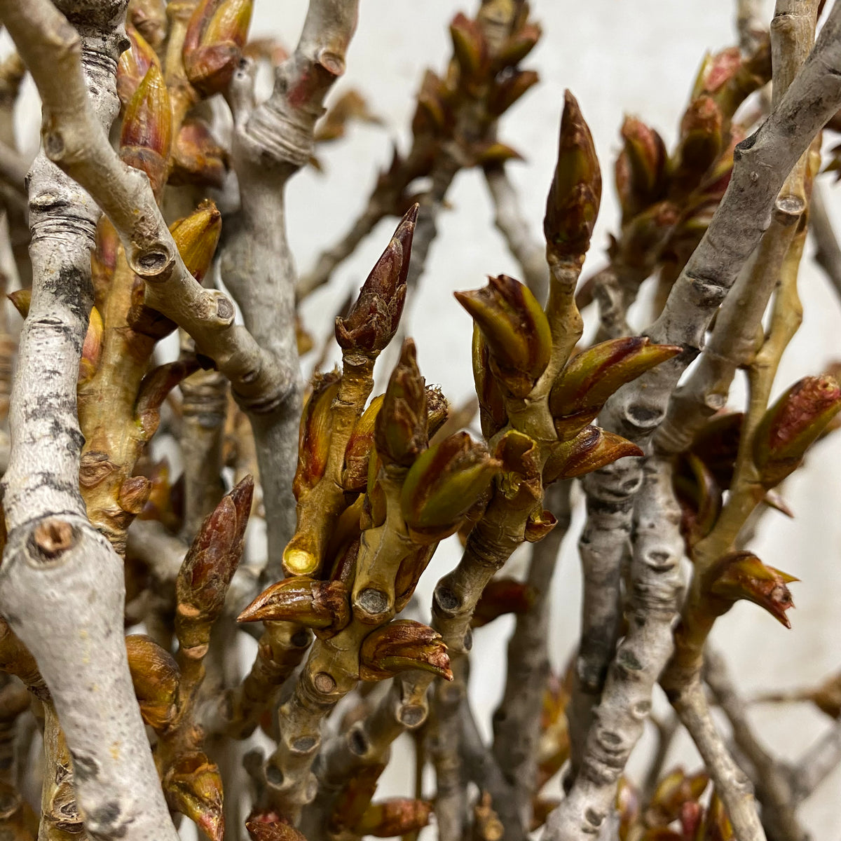 Twigs &#39;Black Poplar&#39; (Natural) DRY 55cm